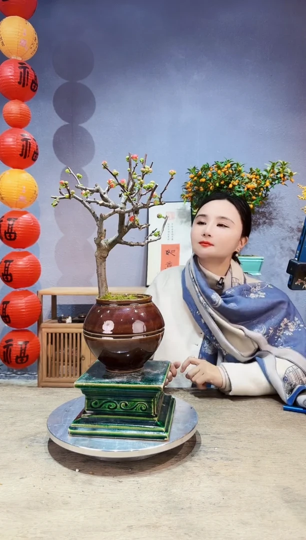 【闪购商品】盆景海棠 长寿冠