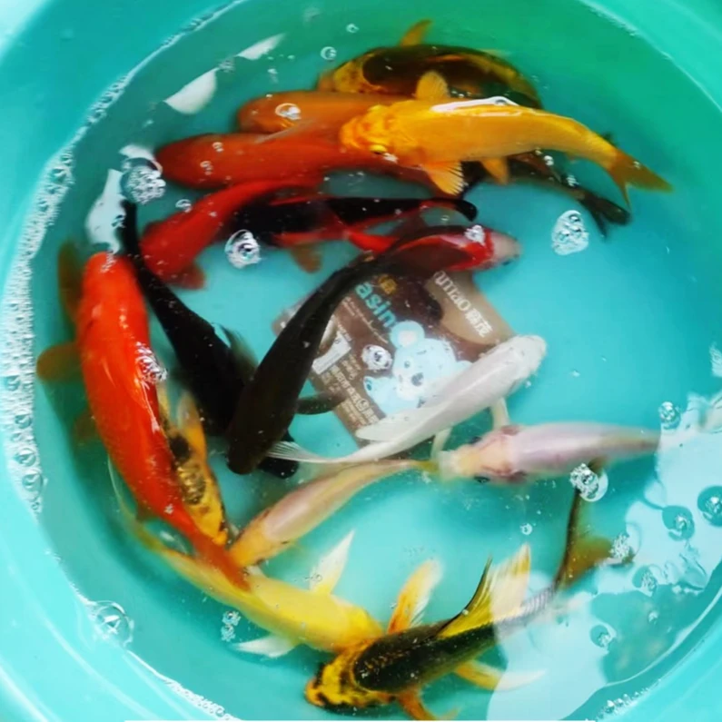 6号【10-12花色随机混搭5条】红色是草金锦鲤好养冷水鱼泥鳅观赏鱼