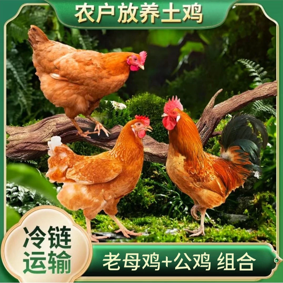 【娟娟6】放养3只2年老母鸡+赠1只土公鸡 共4只净重10-11斤 带内脏