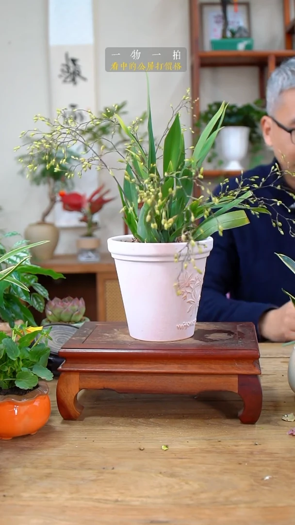 完全开放俩*友文心兰470