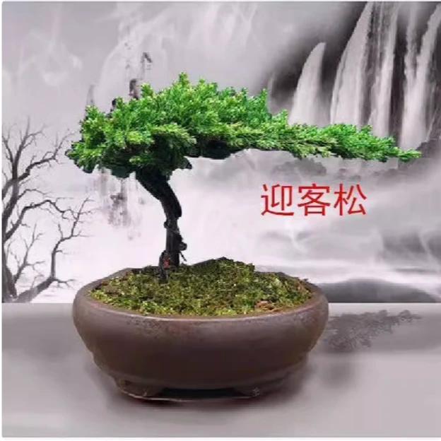 地柏盆景珍珠柏小地柏盆景迎客松型真树盆景四季长青植物松柏盆景