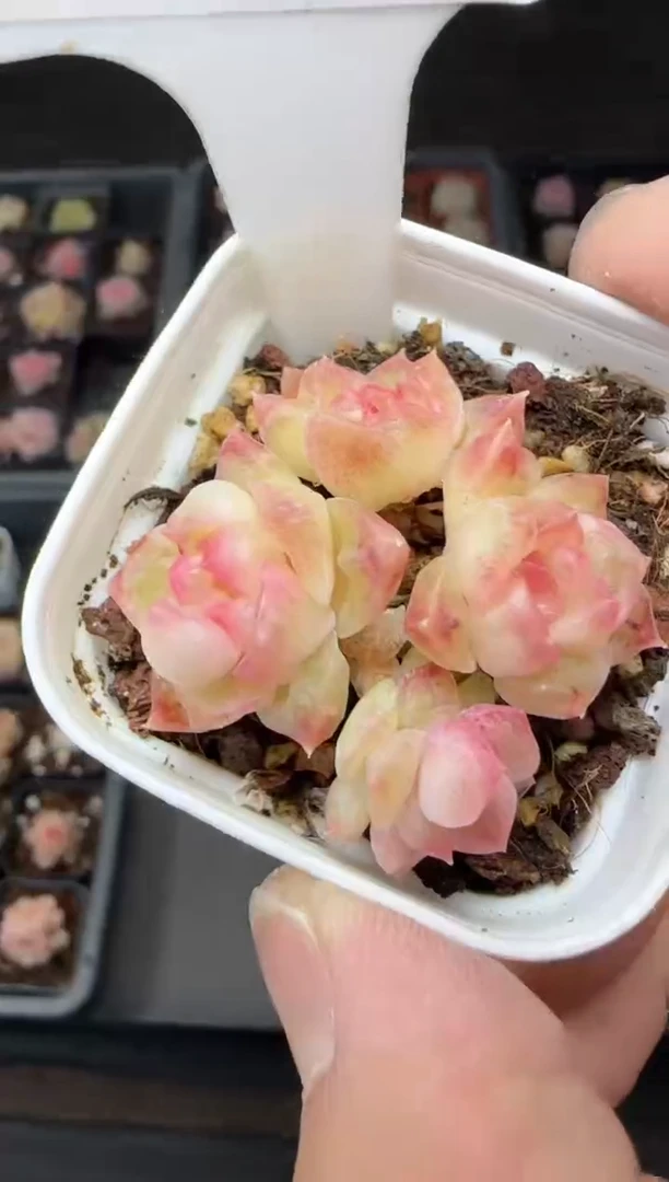 【闪购商品】一物一拍0304—17