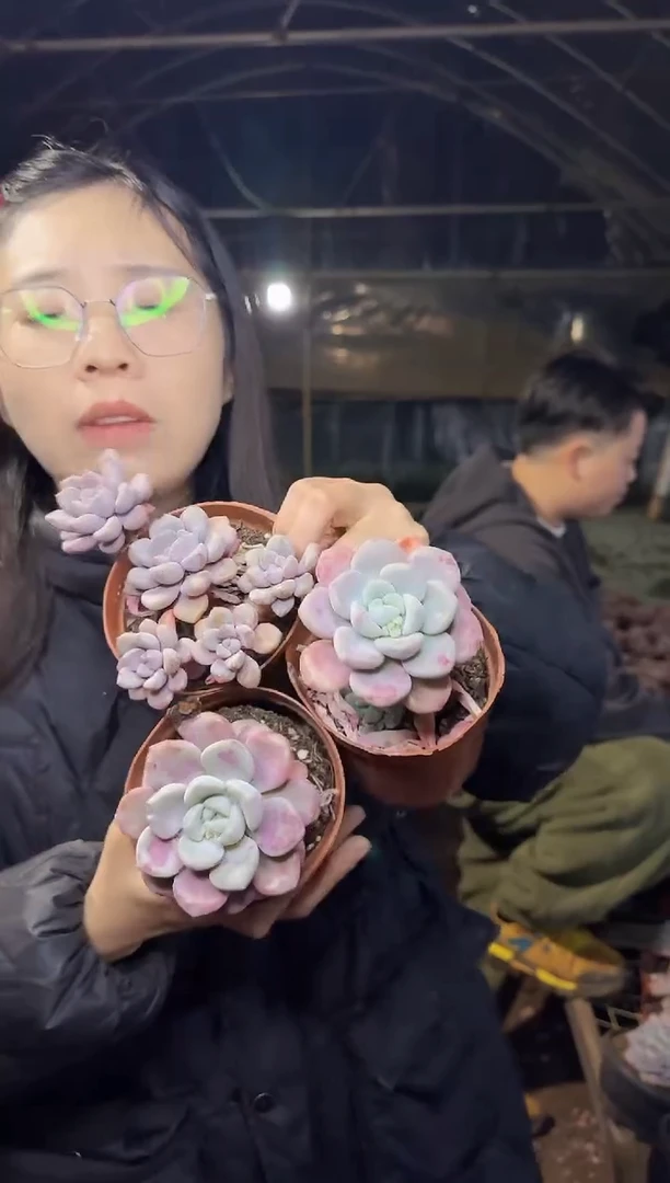 老桩花斑露2单1多 3.99