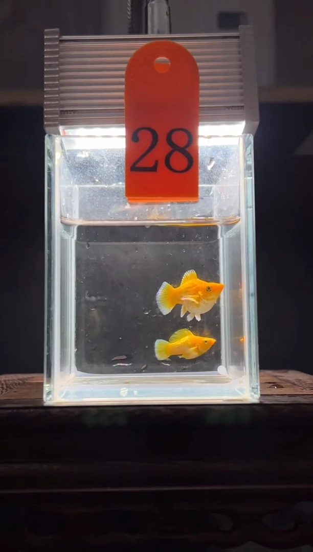 孔雀鱼黄金玛丽球编号28