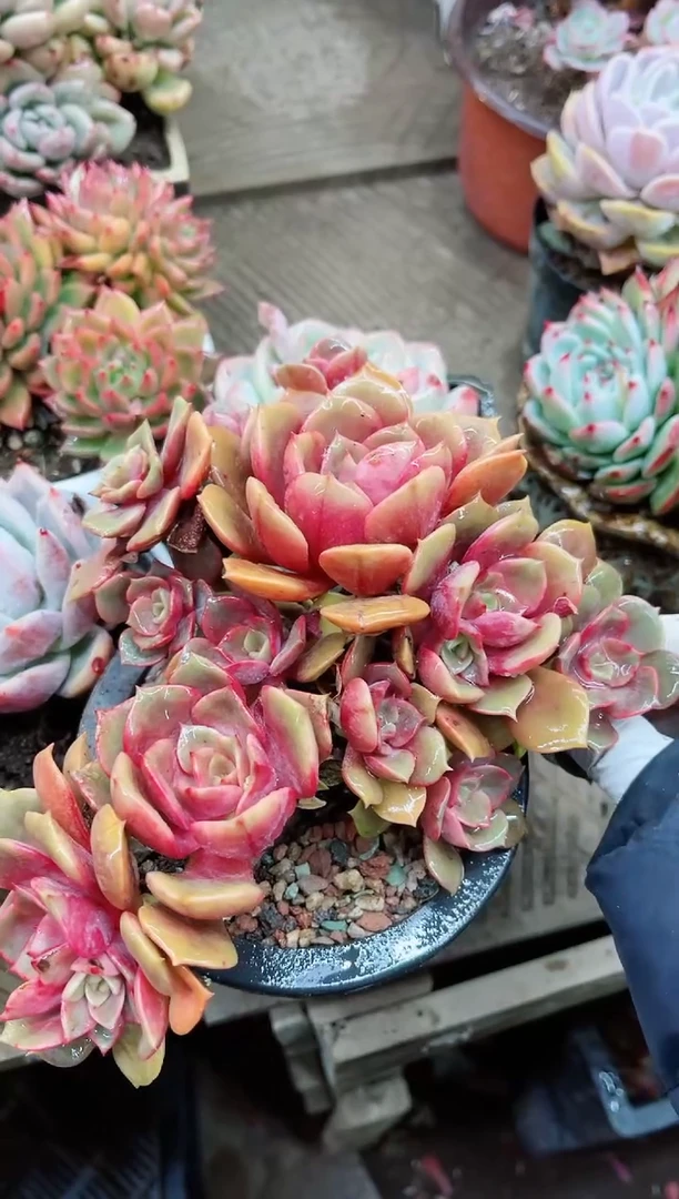 【闪购商品】20041