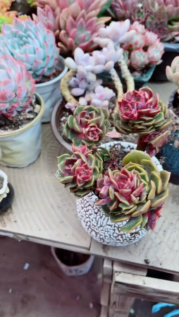 10044多肉植物一物一拍
