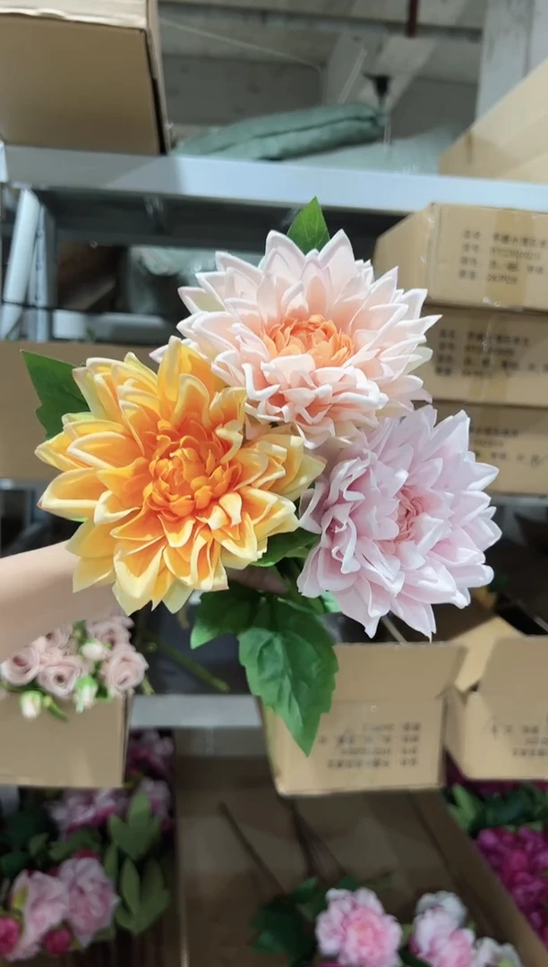3枝混色单头大丽花