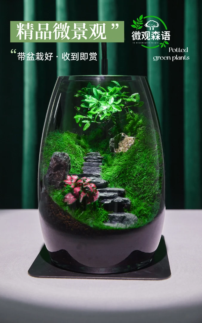 步步高升桌面微景观真苔藓造景居家好物生态缸治愈系绿植摆件造景