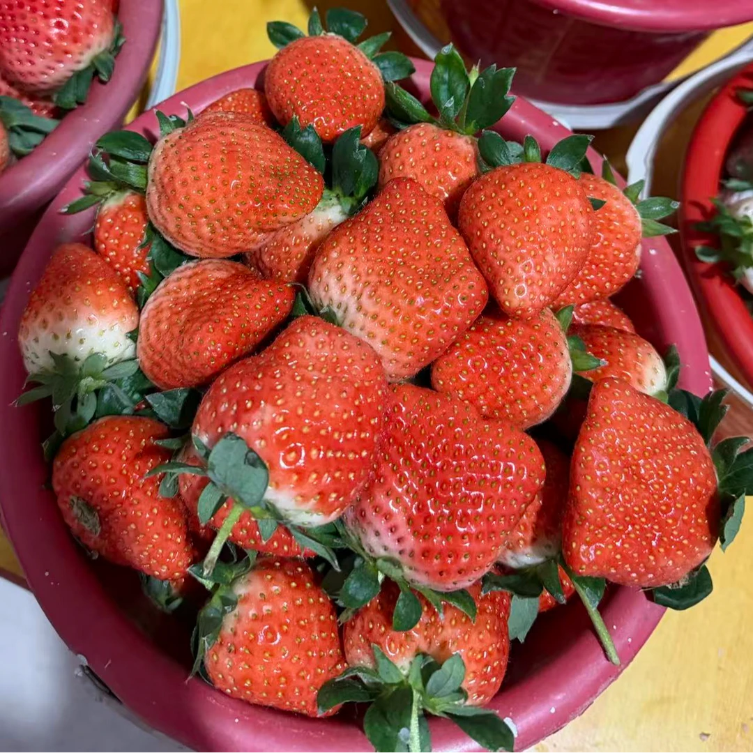 奶油草莓苗南北方室内室外种植四季结果脱毒草莓苗盆栽地栽当年结