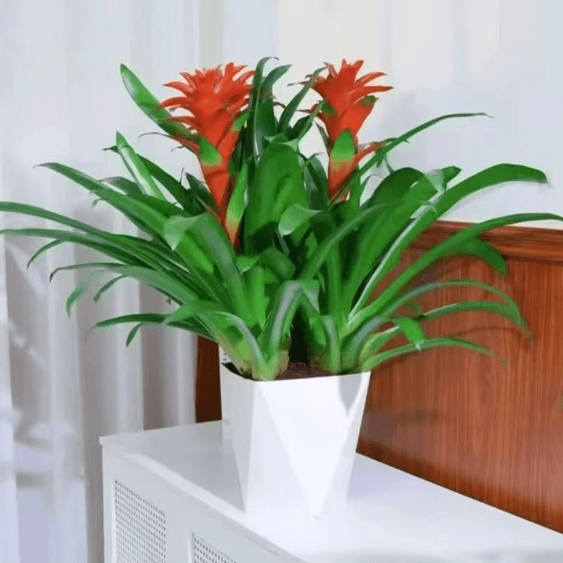 植物2棵鸿运当头凤梨绿植室内客厅好养四季开花鲜活盆栽