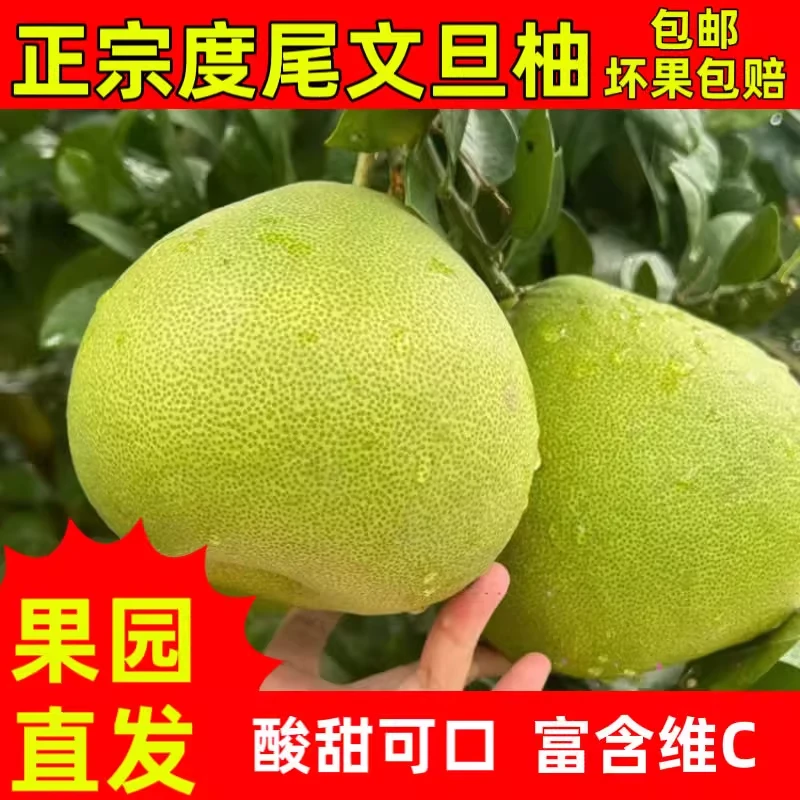 正宗福建仙游度尾文旦柚30年老树老人小孩孕妇应季新鲜水果