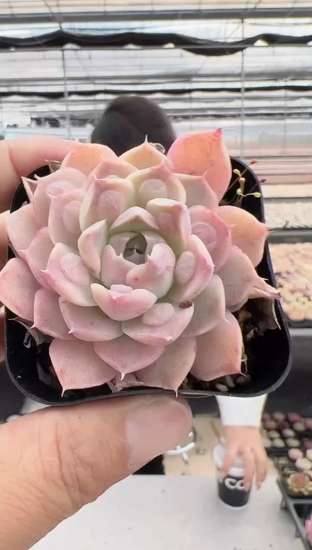 【闪购商品】新款多肉-87