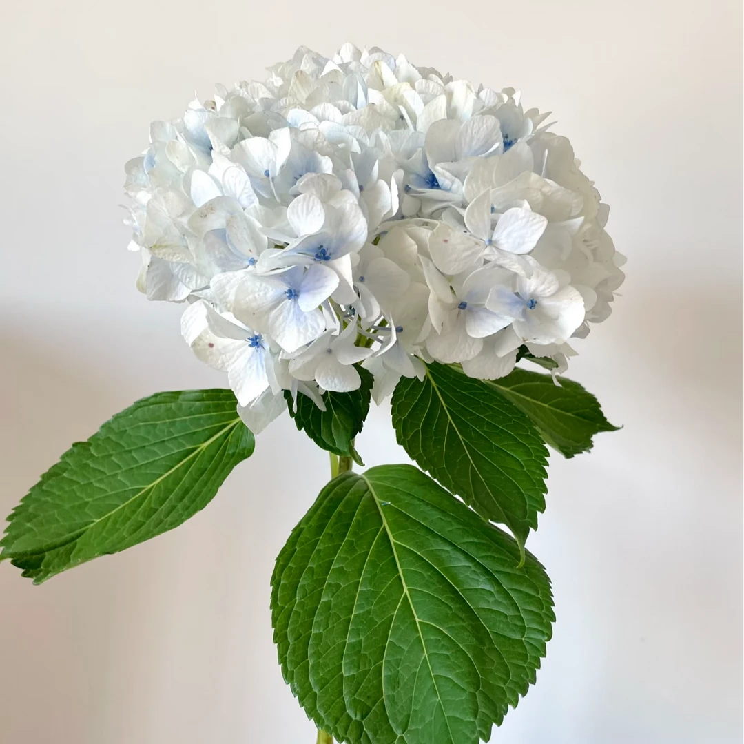 【迪瑞特】瑞雪 云南基地直发绣球家用鲜花