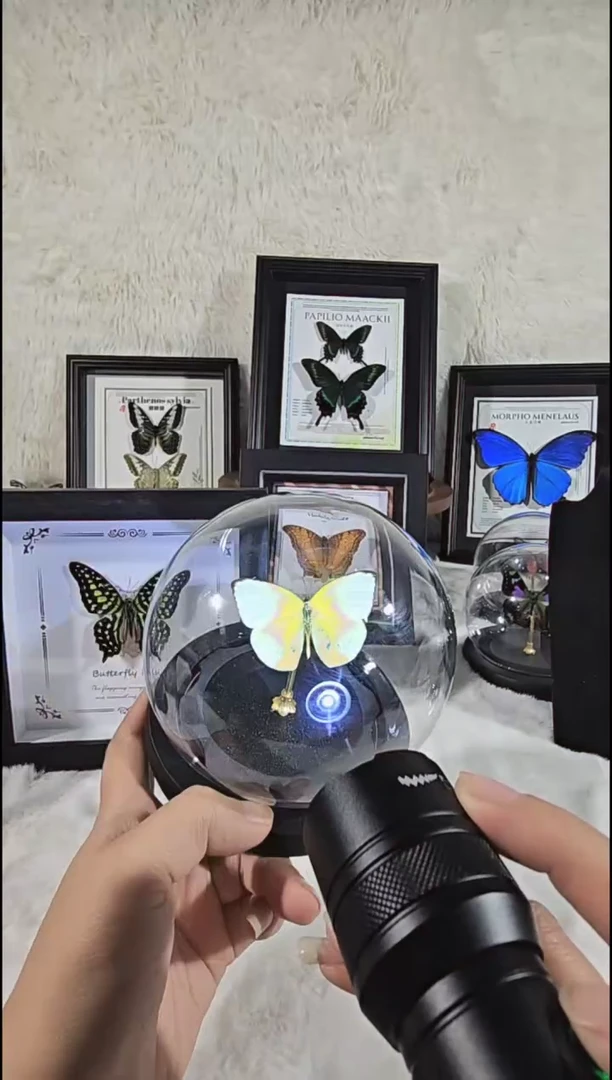 迁粉水晶球精美蝴蝶标本