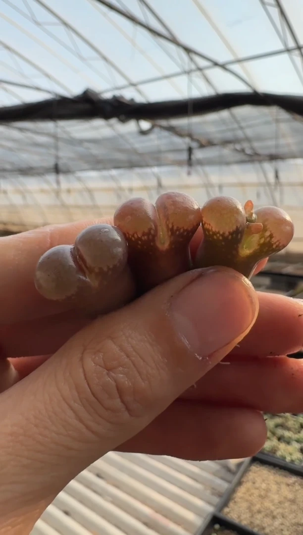 【天津专场】81多肉植物肉锥c10母本一颗