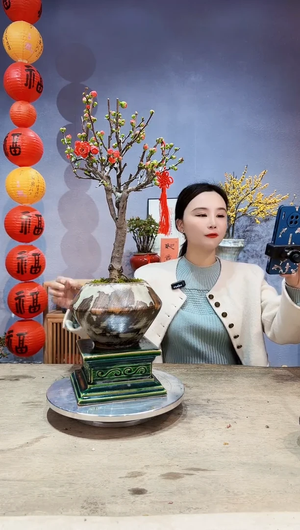 【闪购商品】盆景海棠 长寿冠