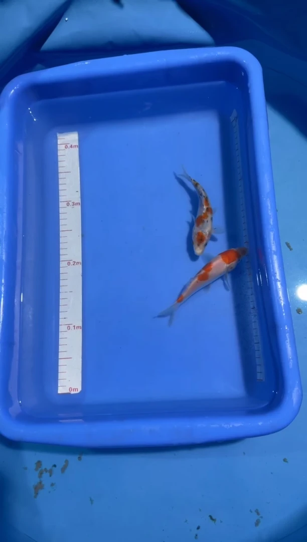 锦鲤【与鲤同行-锦鲤老杜】精品血统锦鲤