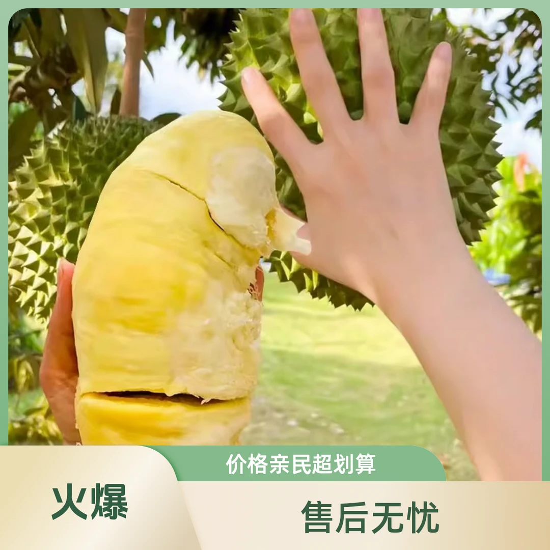 正宗南北方可地栽盆栽 榴 莲 树 苗家庭好养