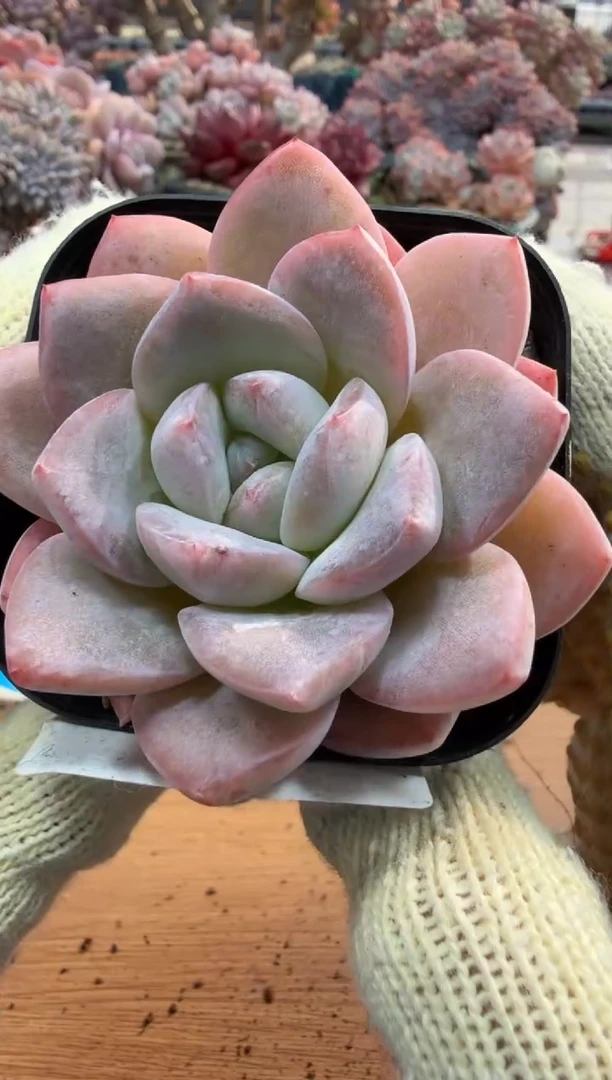 东云多肉园三号店-15