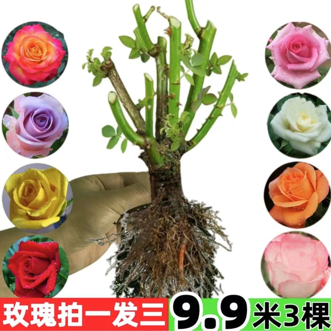 玫瑰花苗四季种植阳台庭院易活耐寒花卉