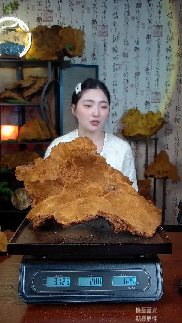松针层孔菌中国大陆【藏区 野生】松树桑黄（6.25斤）80-90年份