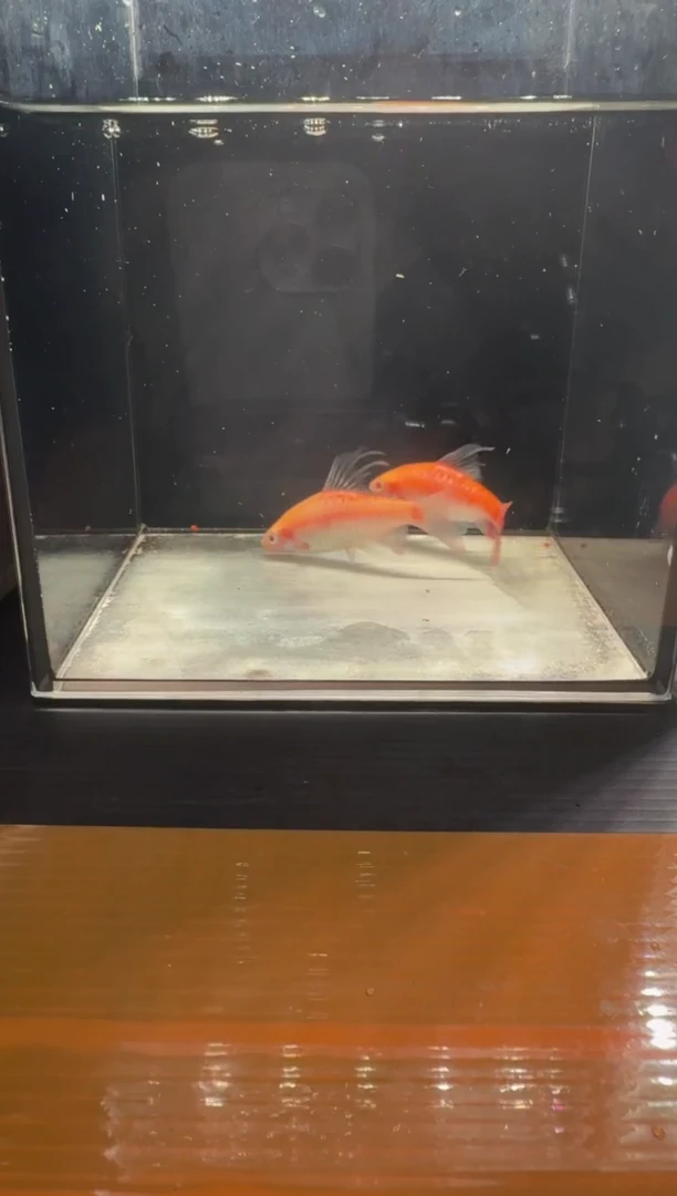 工具鱼白子红尾鲫222