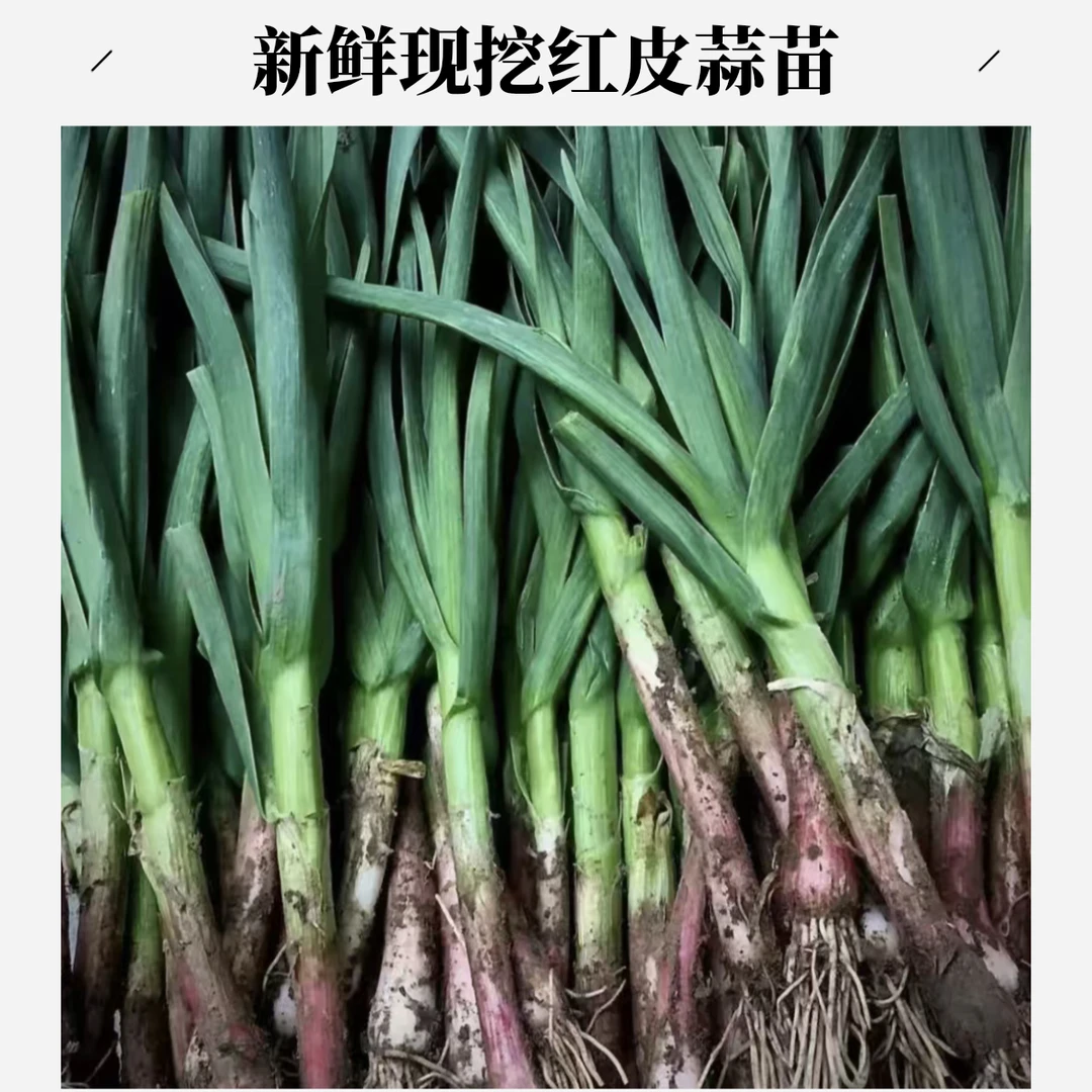 【现挖现发】山东新鲜紫皮蒜苗现挖红衣农家香蒜自种红根香蒜