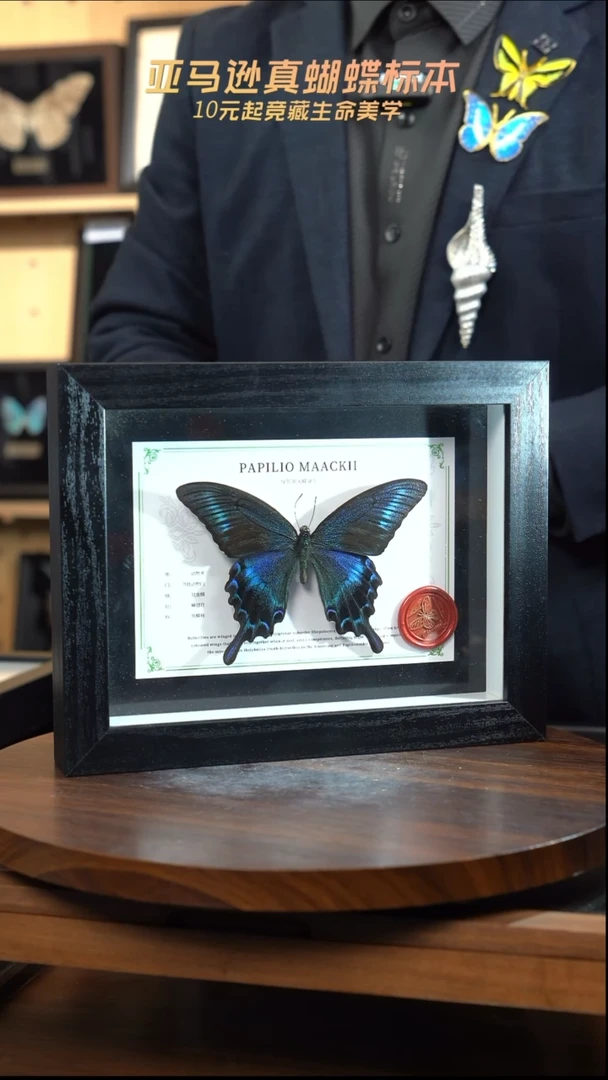 绿带翠凤蝶夏型8寸黑框国风版