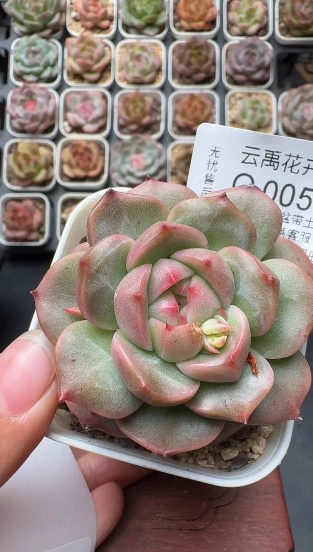 005Q带盆土发 当场拍3颗以上包柚 多肉植物 一物一拍