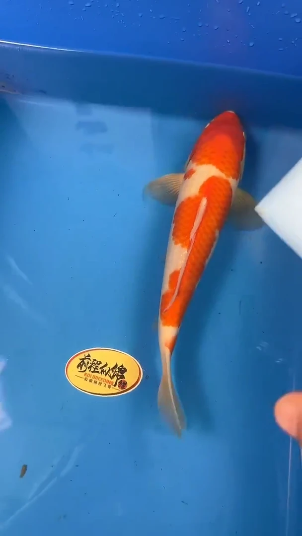锦鲤   大日红白
