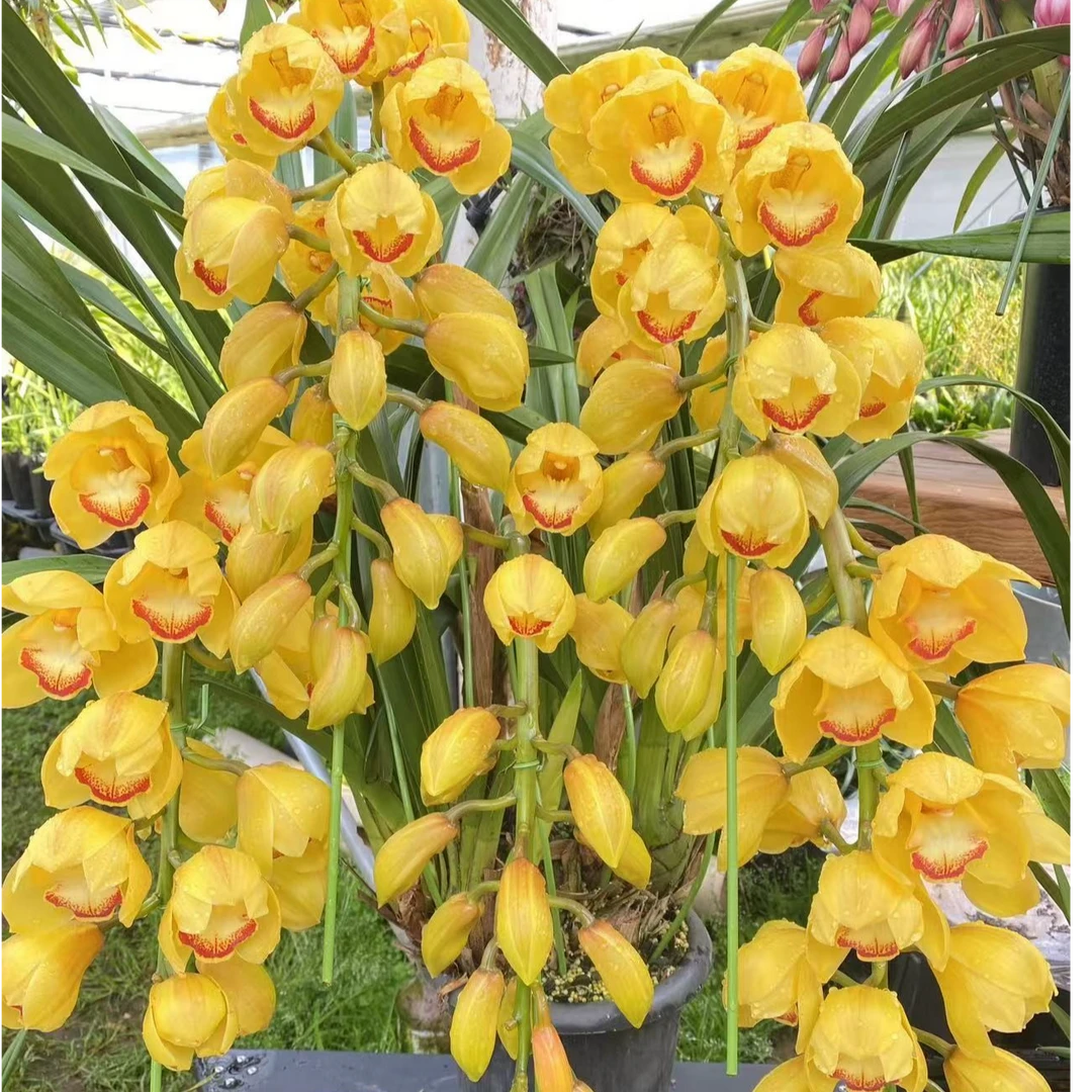 黄色大花蕙兰 【杨贵妃】无花剑 苗 云南基地直发