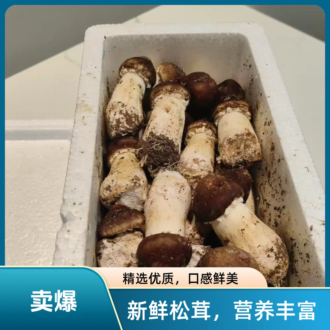 【其他地区】新鲜采摘自然生长无农药赤松茸营养丰富煲汤火锅包饺子