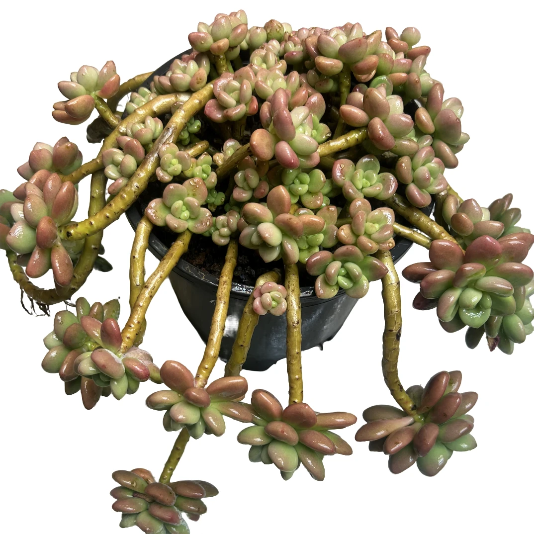 （飘枝红洛神）整装老桩飘枝盆栽盆景多肉