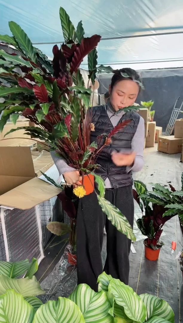 【闪购商品】原盆土紫背波浪90cm左右高