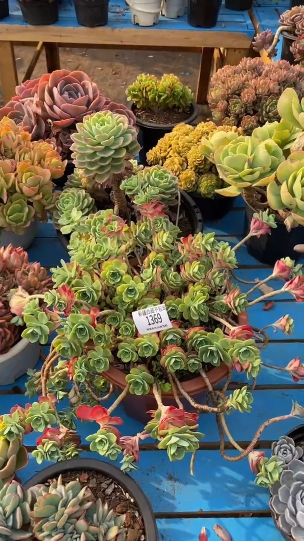 【闪购商品】1369薄化妆