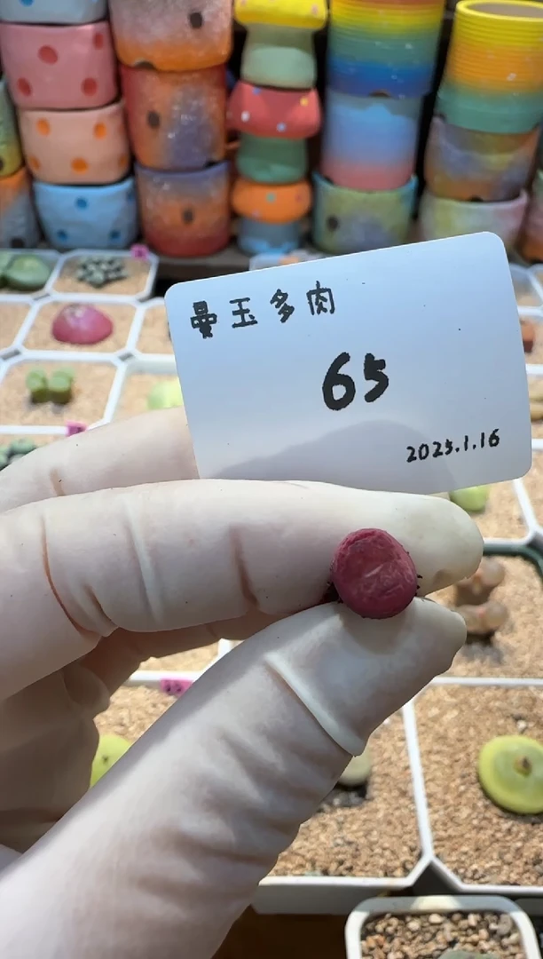 【闪购商品】25.1.16-65