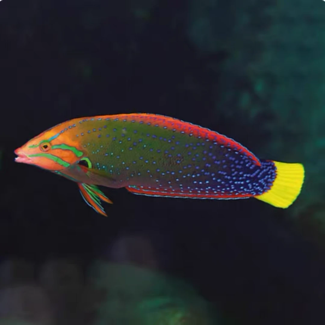 红龙成鱼海水鱼热带观赏鱼售后需拍开箱视频（免包装费）