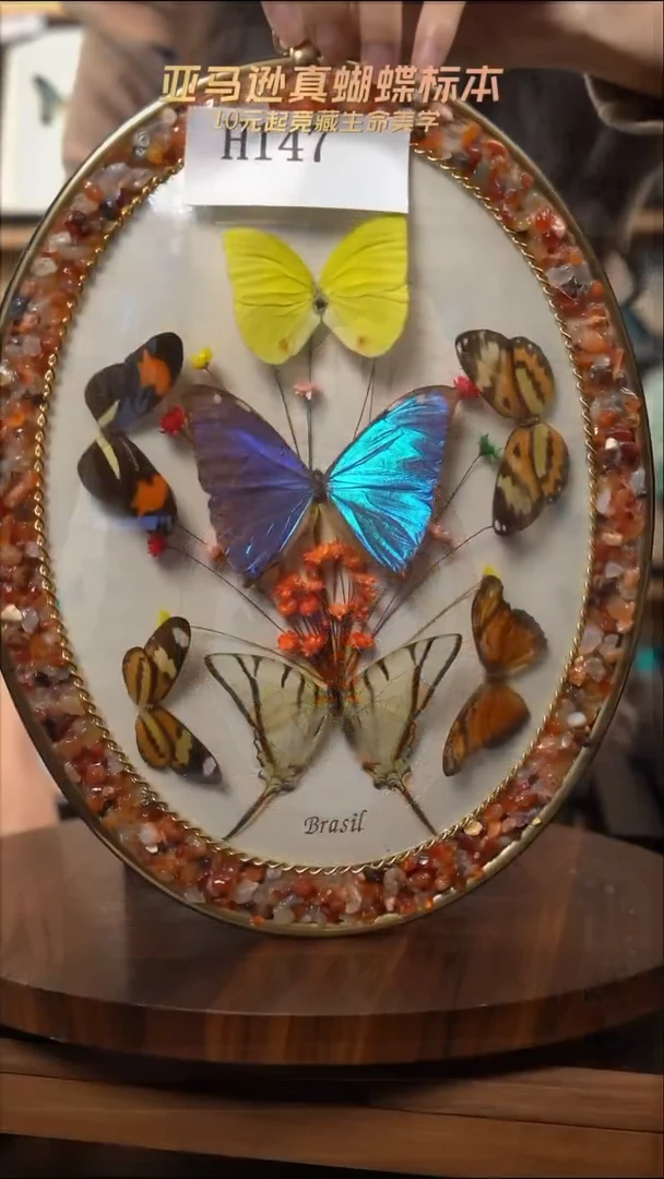 蝴蝶标本摆件竞拍h147