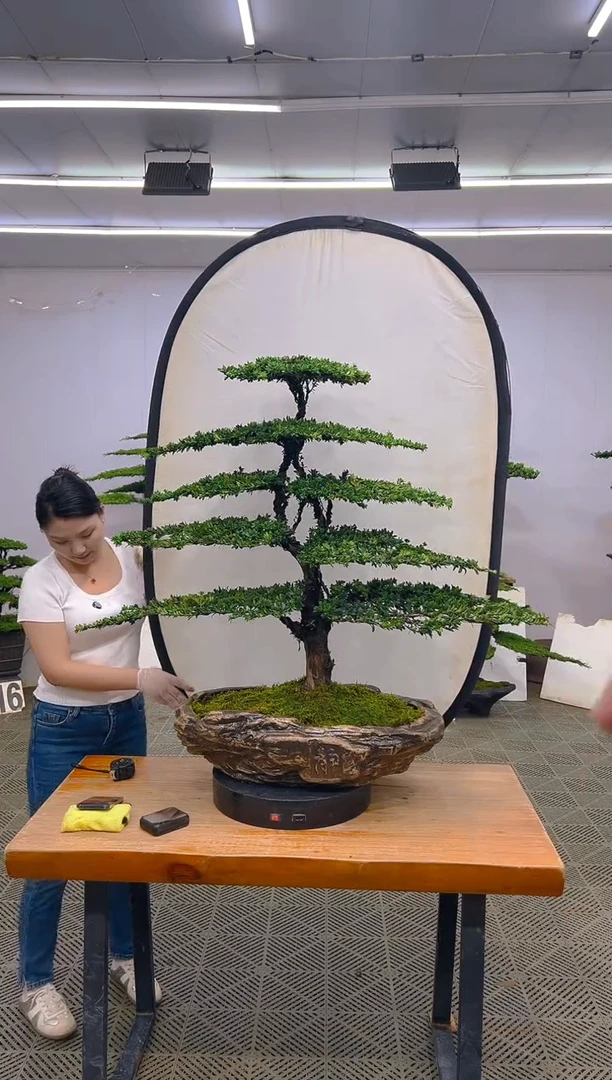 无花朵罗汉松盆景.....