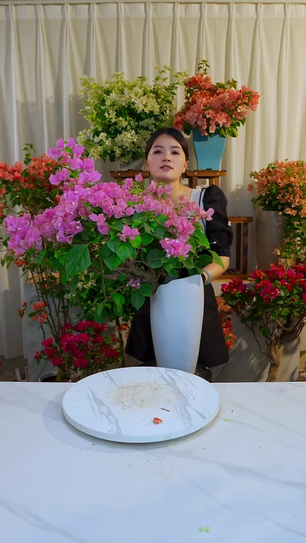 大部分开放少量花苞红粉佳人