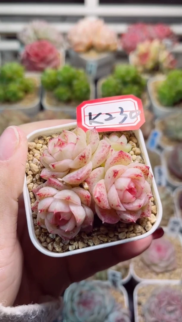 【闪购商品】K230樱花树一物一拍