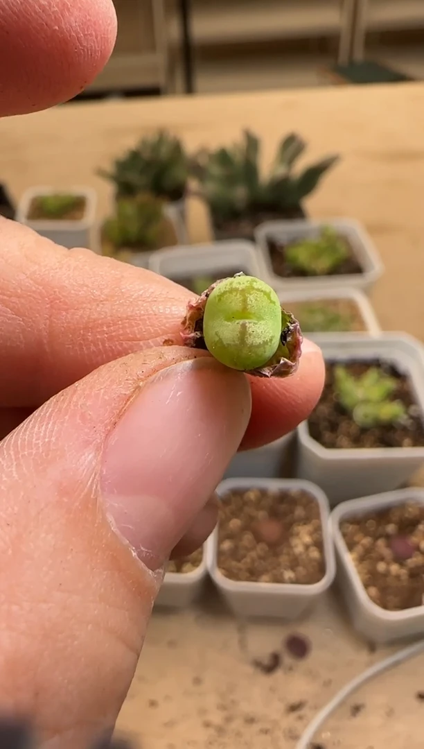 【闪购商品】14-204