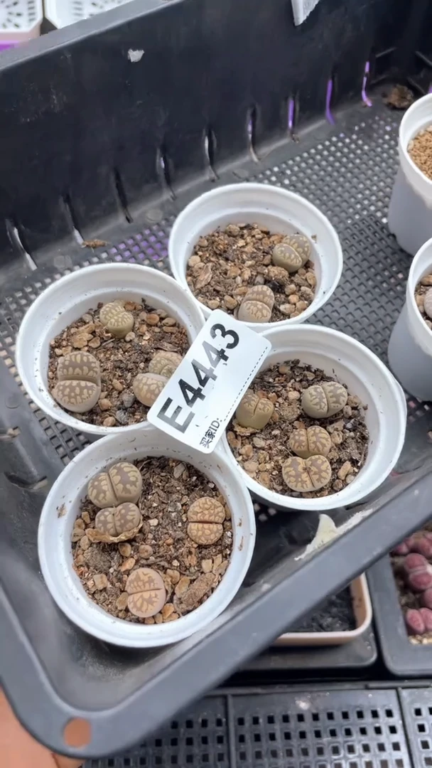 4443直播一物一拍