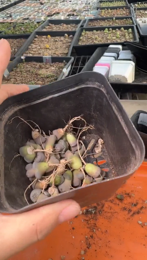 29-373多肉植物肉锥