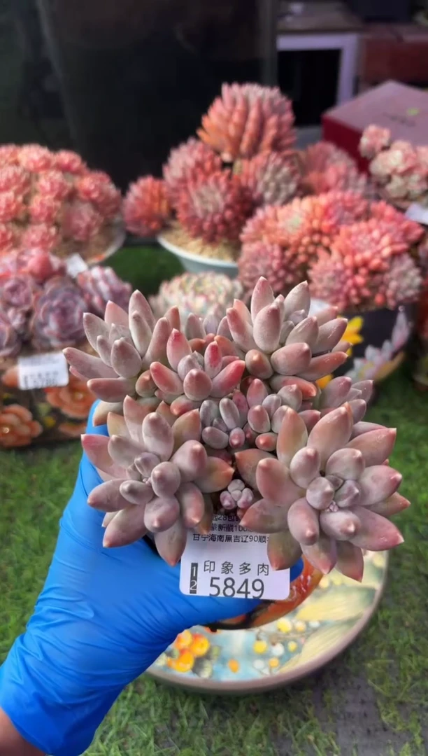 昆明印象多肉5849