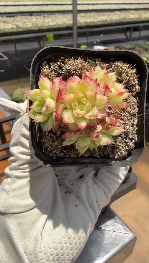 东云多肉园二店-158