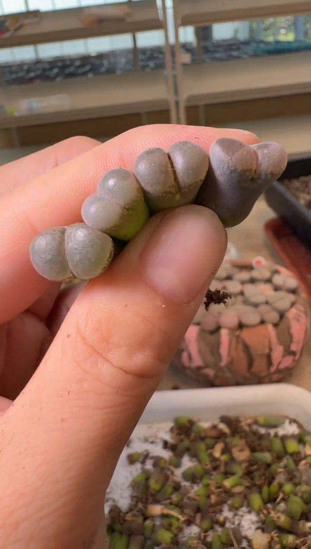 10-239多肉植物肉锥