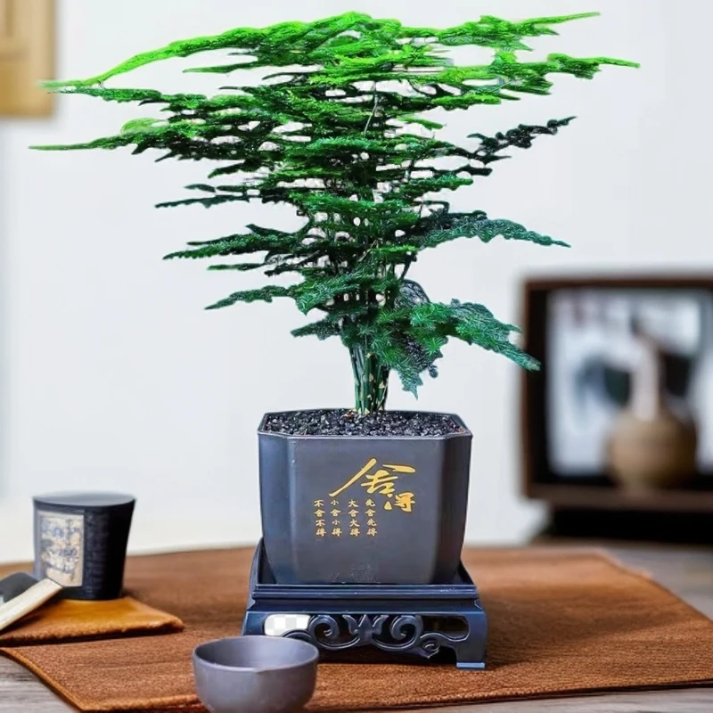 文竹小盆栽盆景室内绿植好养护水培植物云竹盆景带盆花艺客厅