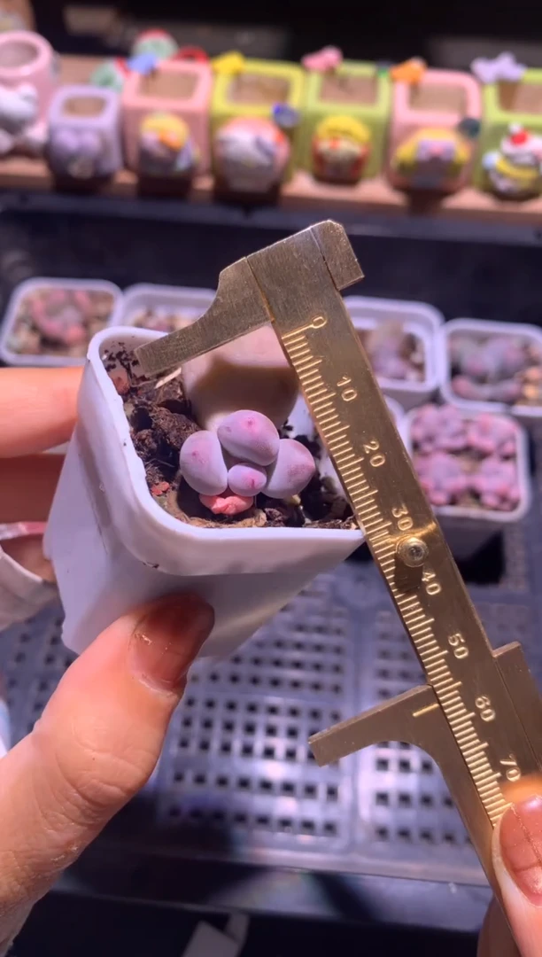 文乐叶插苗，满28包邮，不满发一个叶片到付