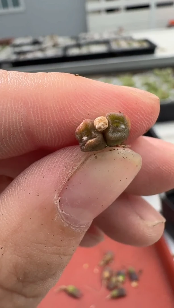 13-141多肉植物肉锥